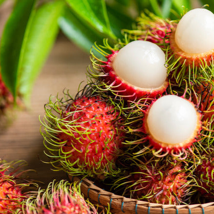 Rambutan N18  Grafted Fruit plant