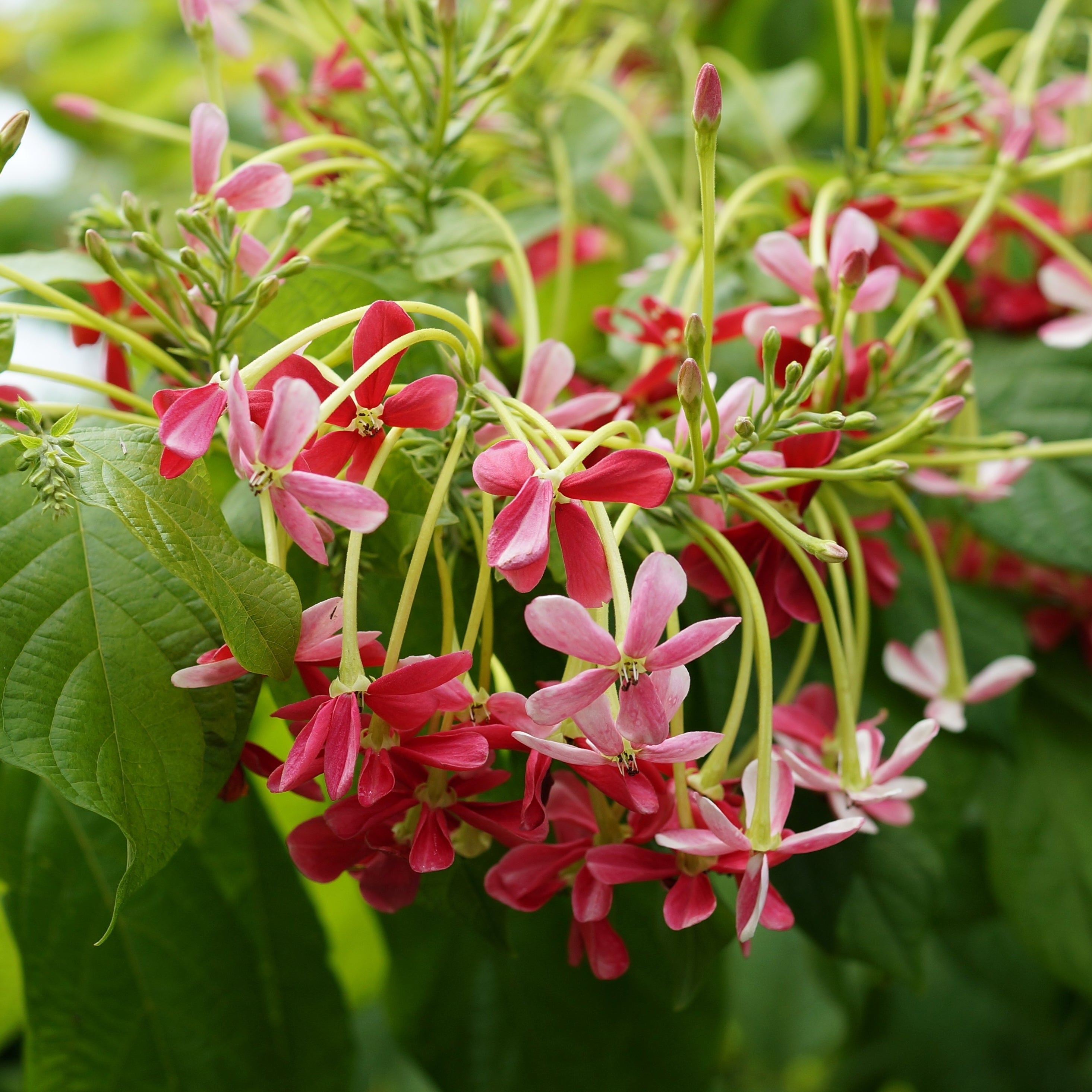 Rangoon Creeper(Madhumalathi)
