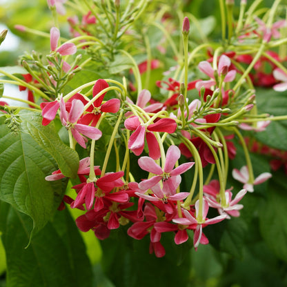 Rangoon Creeper(Madhumalathi)