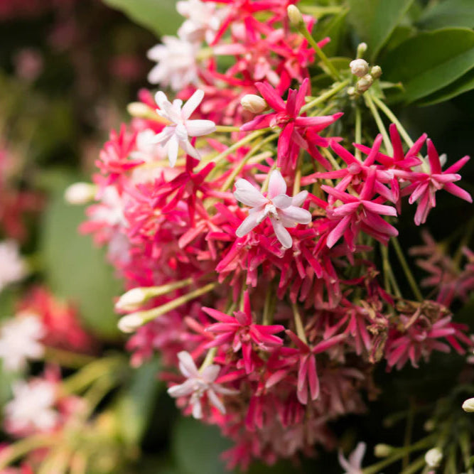 Rangoon Creeper(Madhumalathi)