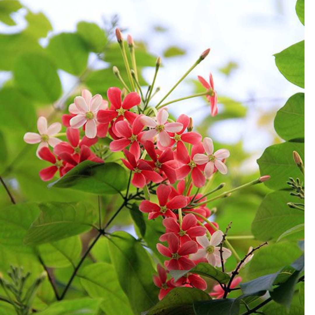 Rangoon Creeper(Madhumalathi)