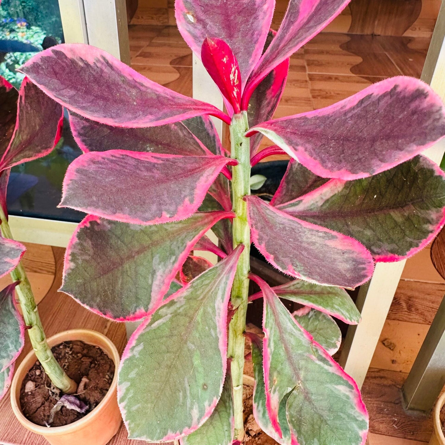 Red Ficus