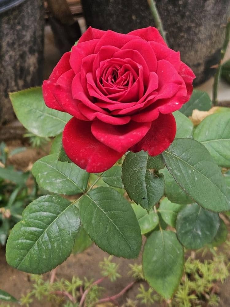Rose Red-Grafted plant- big flower rose