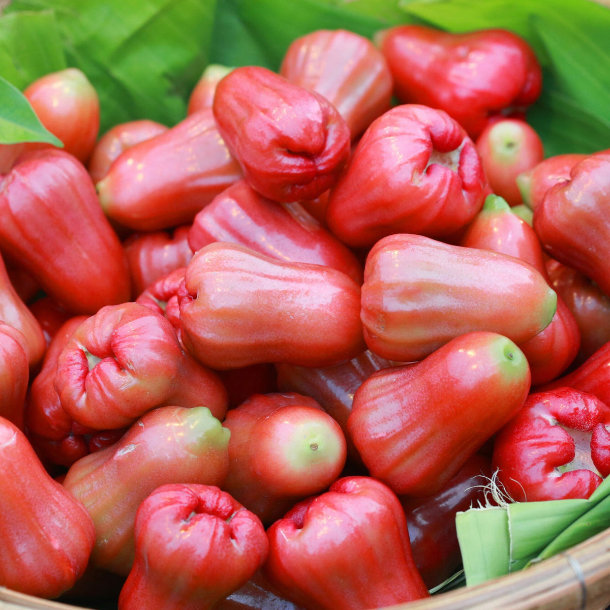 Chamba In English Red Chamba-Delhari Chamba- Water Apple- Java Apple- Syzygium jambos-Ai ...