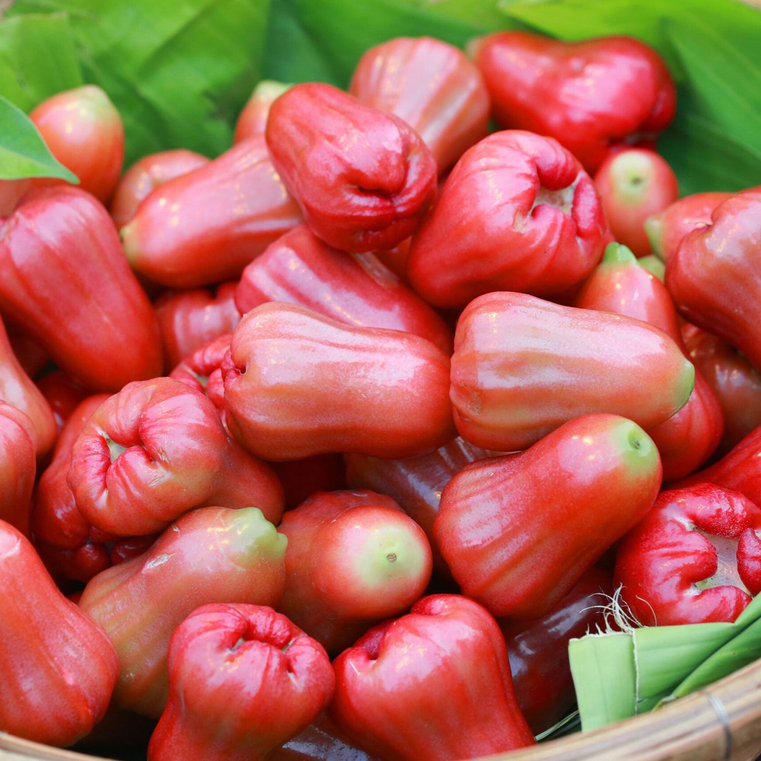 Red Chamba(Delhari Chamba) air layering fruit plant