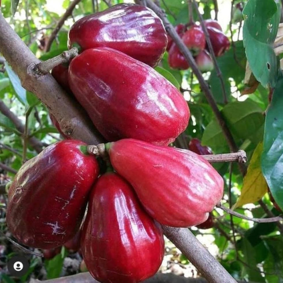 Red Chamba(Delhari Chamba) air layering fruit plant