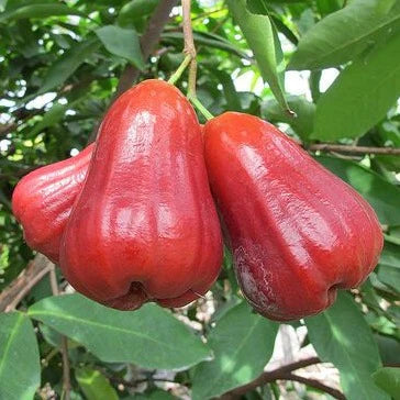 Red Chamba(Delhari Chamba) air layering fruit plant
