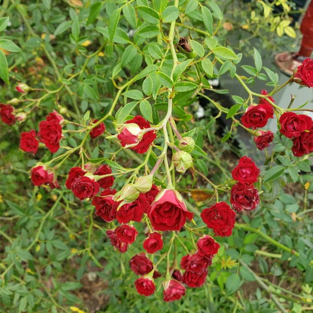 Creeping Rose(Climbing Rose) Red