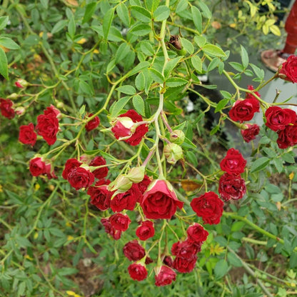 Creeping Rose(Climbing Rose) Red