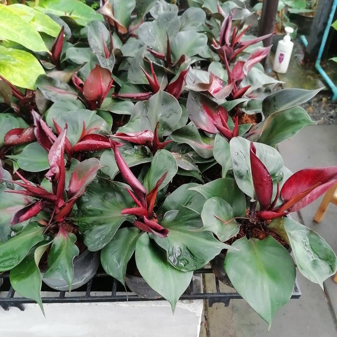 Philodendron Red Heart  Indoor /Semi indoor plant