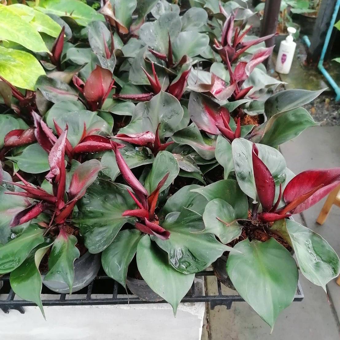 Philodendron Red Heart  Indoor /Semi indoor plant