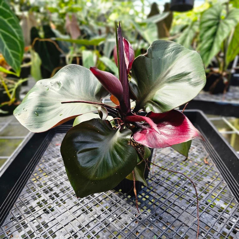 Philodendron Red Heart  Indoor /Semi indoor plant