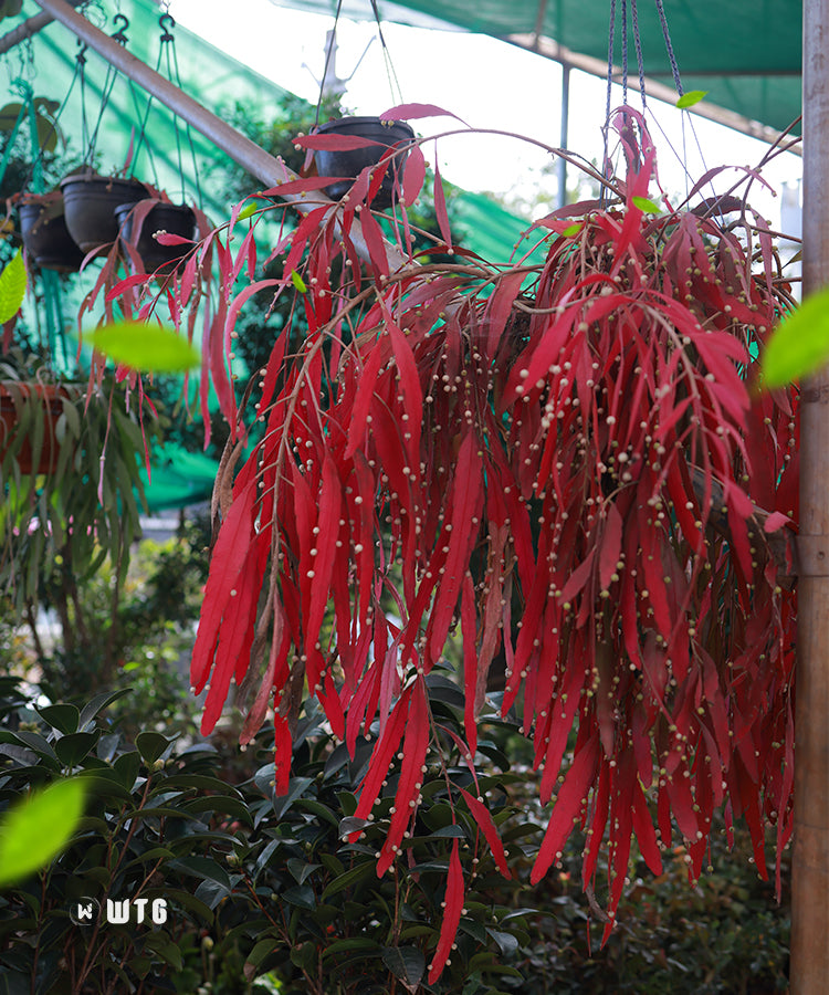 Red Rhipsalis Hanging plant