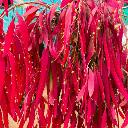 rhipsalis hanging plant Red Rhipsalis Hanging plant – Wayanadan Touch Garden