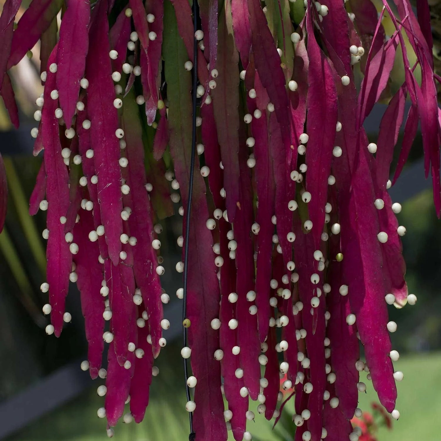 Red Rhipsalis Hanging plant