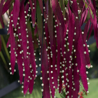 Red Rhipsalis Hanging plant