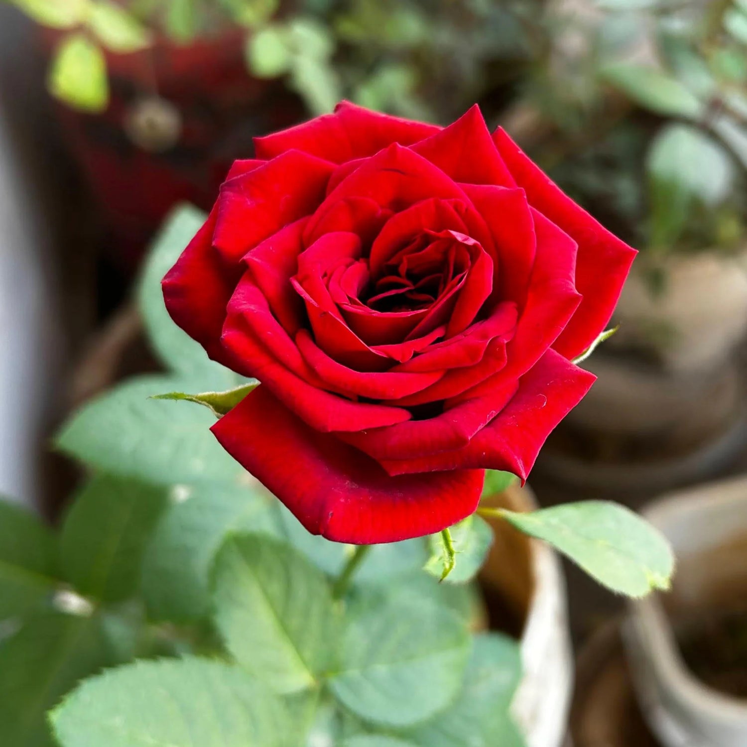 Rose Red-Grafted plant- big flower rose