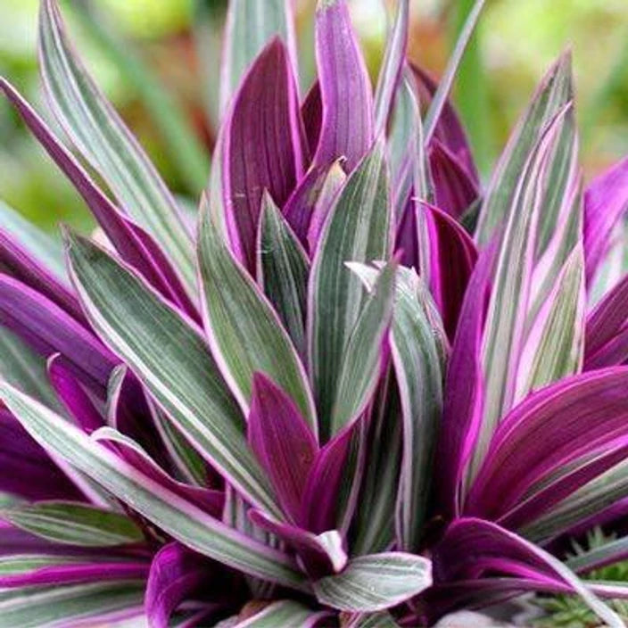 Rhoeo discolor plant