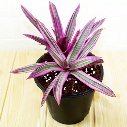 Rhoeo discolor plant