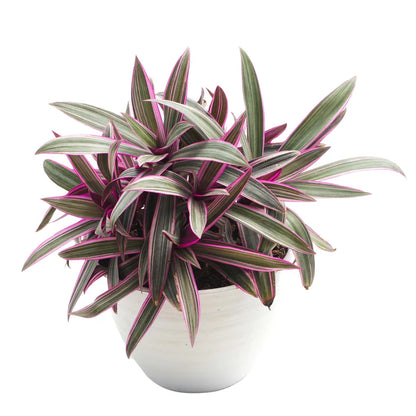 Rhoeo discolor plant
