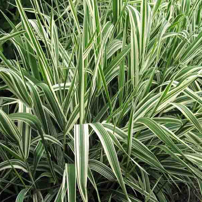Ribbon Grass