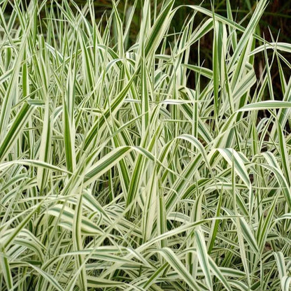 Ribbon Grass
