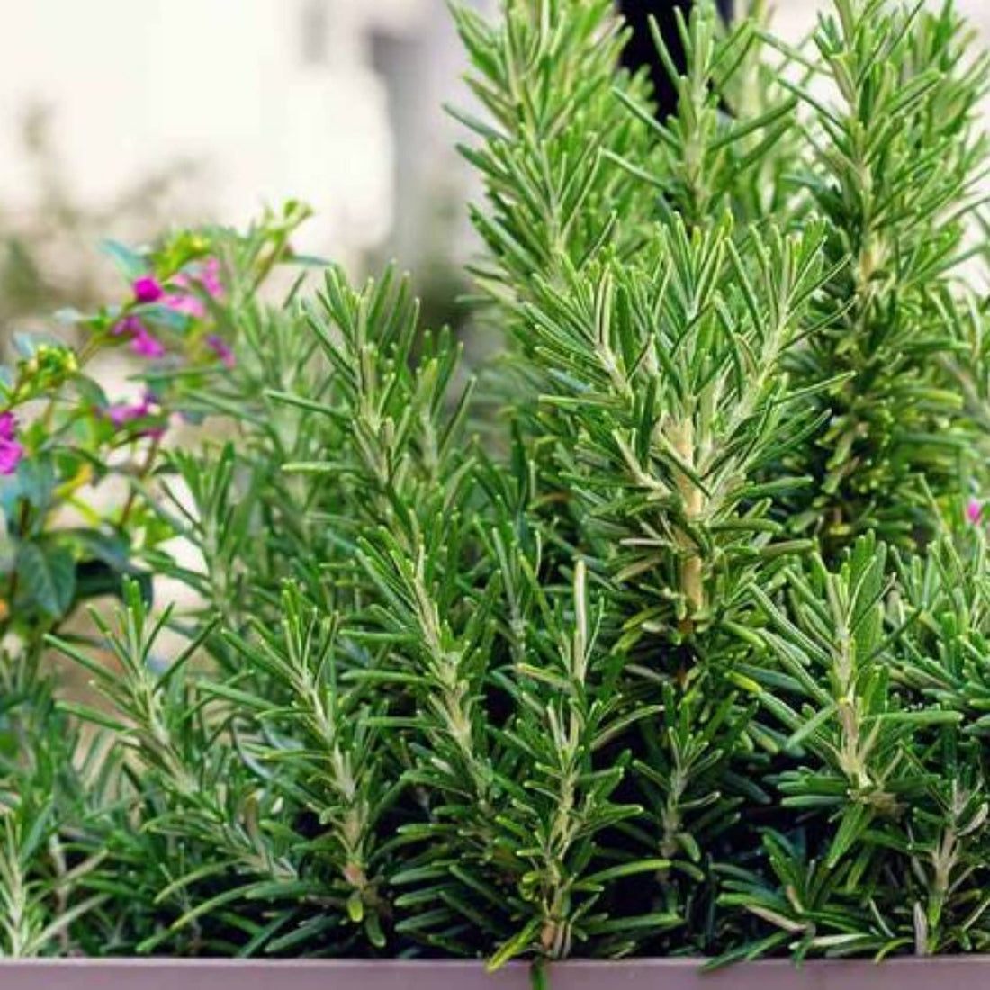 Rose Mary medicinal plant for faster hair growth- Rosemary