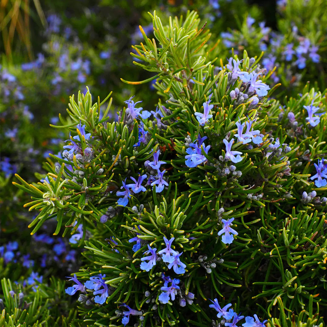 Rose Mary medicinal plant for faster hair growth- Rosemary
