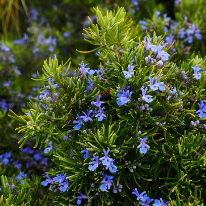 Rose Mary medicinal plant for faster hair growth- Rosemary