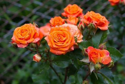 Rose Orange-Grafted plant- big flower rose