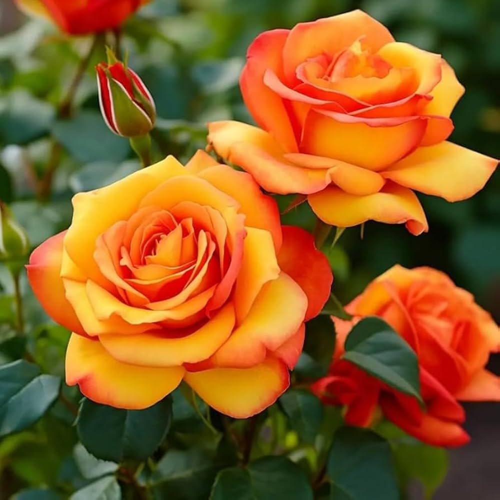 Rose Orange-Grafted plant- big flower rose