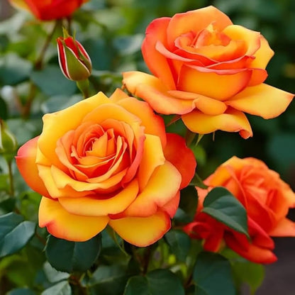 Rose Orange-Grafted plant- big flower rose
