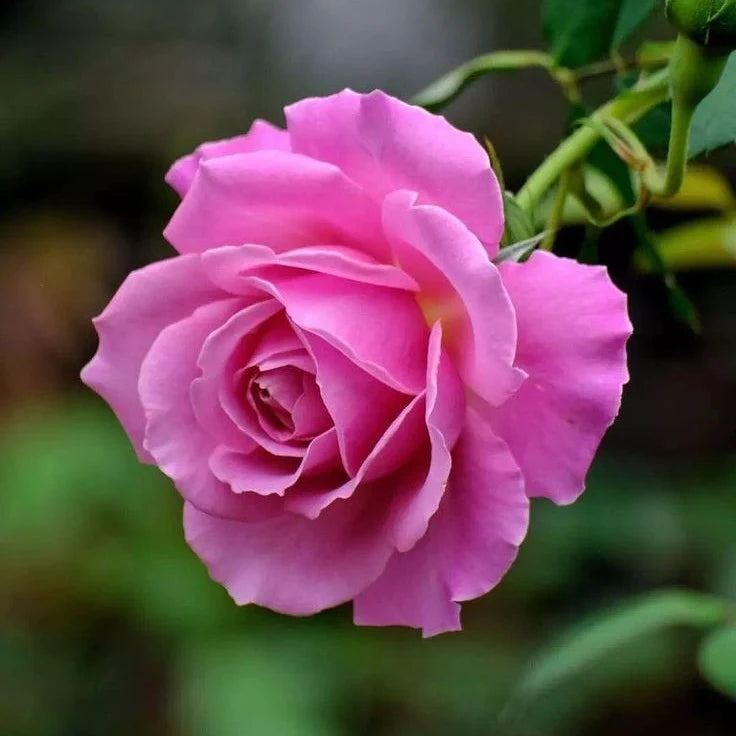 Rose Pink-Grafted plant- big flower rose