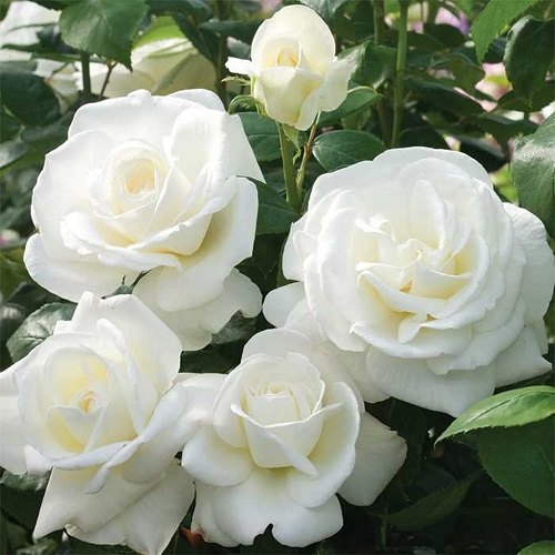 Rose White-Grafted plant- big flower rose