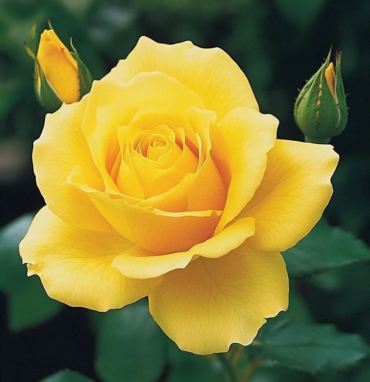 Rose Yellow-Grafted plant- big flower rose