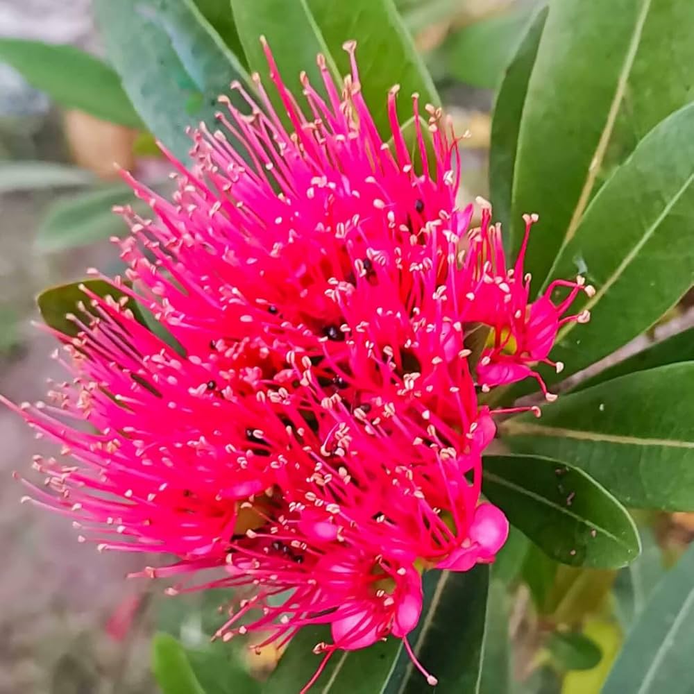 Rosida ( Any Colour)