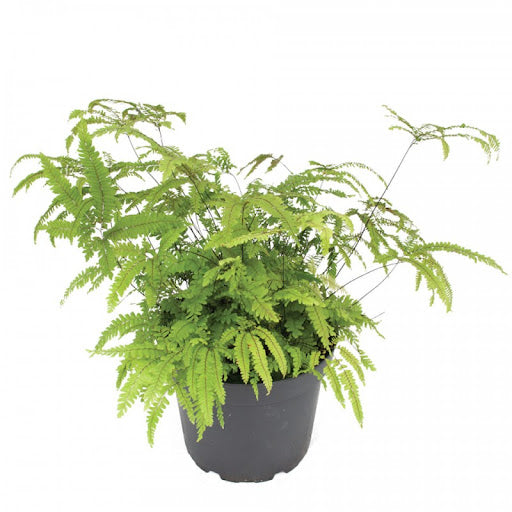 Rosy Maidenhair Fern