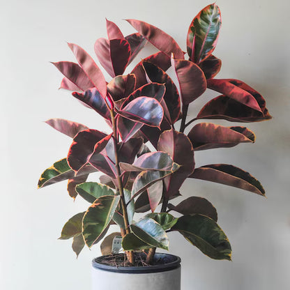 Rubber Plant