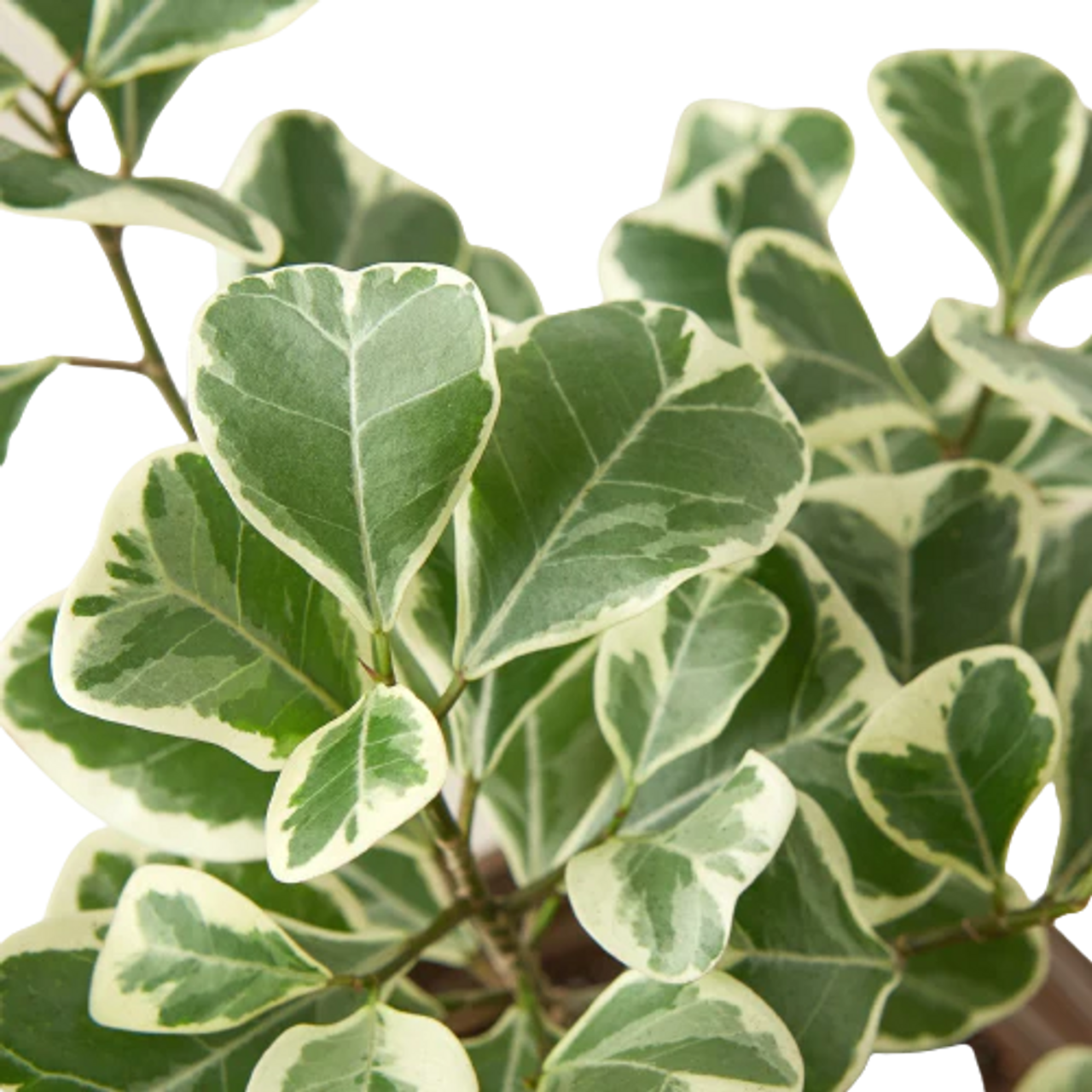 Triangle Rubber Plant- Triangle Ficus- Ficus triangularis