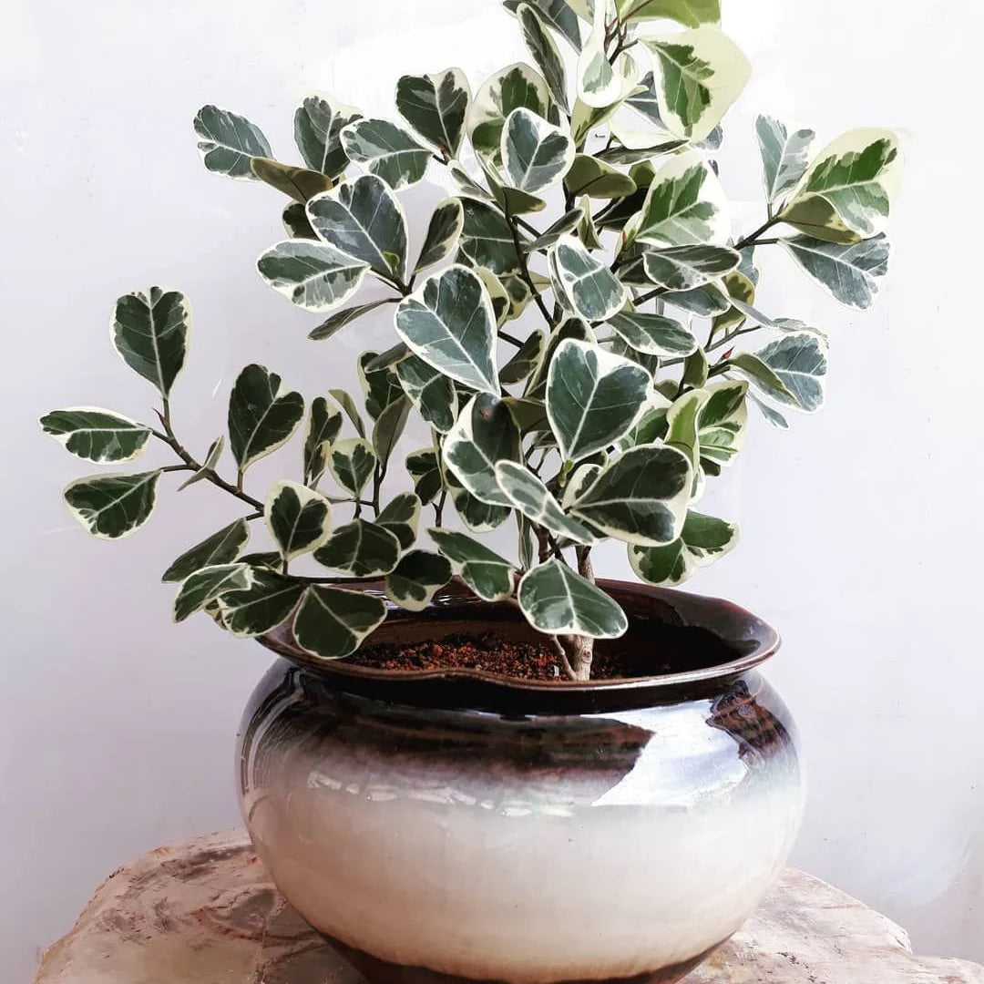 Triangle Rubber Plant- Triangle Ficus- Ficus triangularis