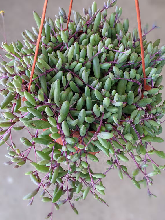 Ruby Necklace hanging plant-jiffy- String of ruby necklace