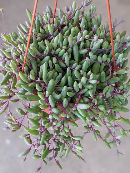 Ruby Necklace hanging plant-jiffy- String of ruby necklace