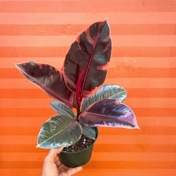 Rubber Plant