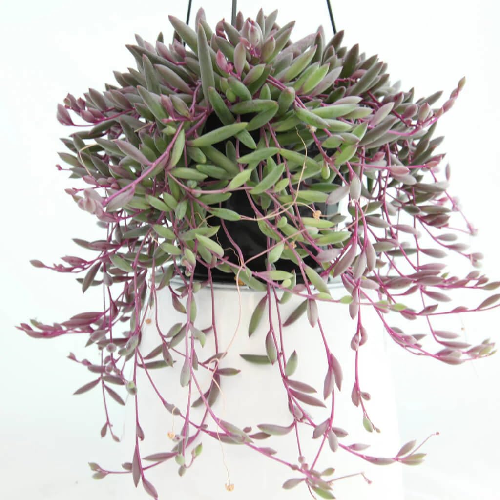 Ruby Necklace hanging plant-jiffy- String of ruby necklace