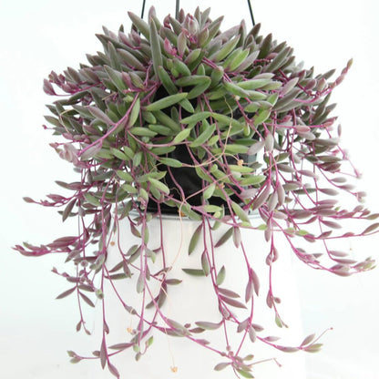 Ruby Necklace hanging plant-jiffy- String of ruby necklace
