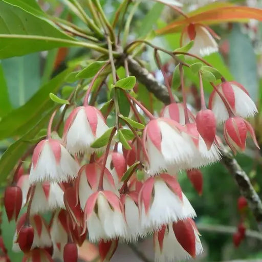 Rudraksha flower plant (Jimikki Kammal)