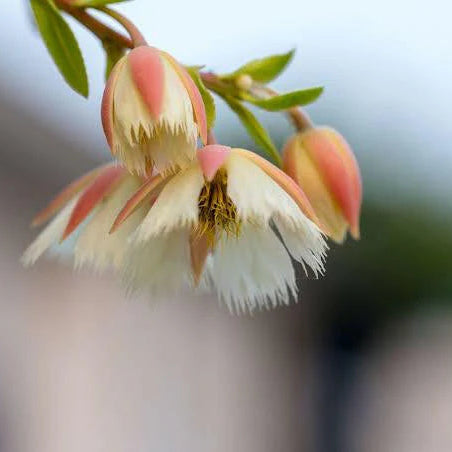 Rudraksha flower plant (Jimikki Kammal)