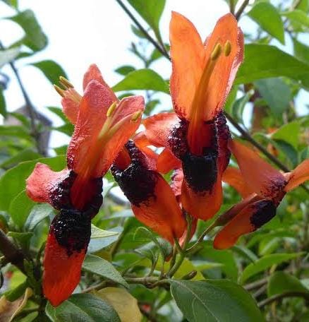 Mickey Mouse plant- Ruttya Fruticosa / Rabbit Ear Plant