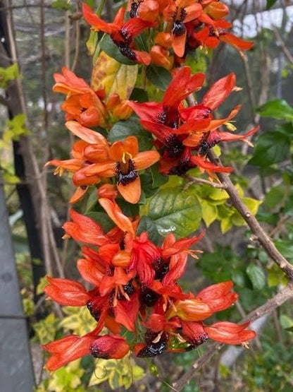 Mickey Mouse plant- Ruttya Fruticosa / Rabbit Ear Plant
