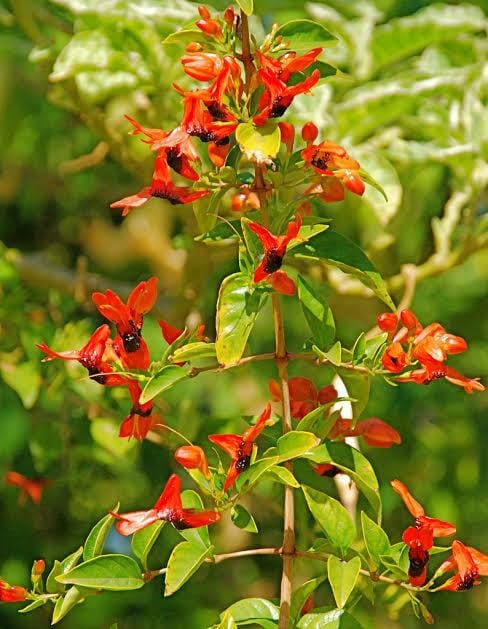 Mickey Mouse plant- Ruttya Fruticosa / Rabbit Ear Plant